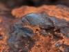Researchers Examining a Meteorite Fragment Discovered Strange Microfossils Buried Deep Inside