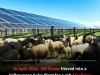 Why 100 Sheep Are Grazing a Volkswagen Solar Farm in a Groundbreaking Agrivoltaics