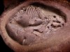 Scientists Found the Oldest Reptile Embryos Ever Recorded Hidden Inside Fossils for 280 Million Years