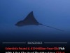 Scientists Discover 419 Million Year Old Fish That Glided Through Ancient Seas Like A Bat