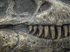Meet the 30‑Foot Dinosaur With 500 Teeth That Renewed Every Two Weeks