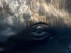 19th‑Century Harpoon Found Inside 115‑Year‑Old Bowhead Whale Reveals Secrets of Longevity