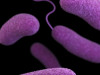 Scientists Find Bacterial Molecules in the Brain That Rise and Fall With Sleep, Hinting Microbes Help Control When We Rest