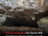 Four New Blind Dragon Pseudoscorpions Discovered In South Korean Caves