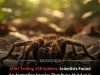 Scientists Just Discovered The Fastest Spider On Earth And Its Speed Is Record Breaking