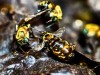 For the First Time in Legal History, a Government Has Given Insects the Legal Right to Live, Thrive, and Sue Humans in Court