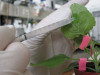 Scientists Map Hidden Plant Enzymes That Build Nature’s Most Complex Molecules