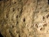 Italian 230‑Million‑Year‑Old Footprints Show Dinosaurs Dominated Early Triassic