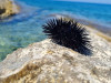 Sea Urchins Are Basically One Big Brain, New Study Suggests