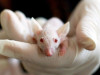 Type 1 Diabetes Reversed in Mice Using a Gentle Dual Transplant Treatment
