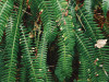 Scientists Find a Rare Earth Growing Fern That Could Change the Future of Clean Energy
