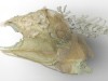 300-Million-Year-Old Fish Brain Preserved in Coal: CT Scan Reveals Ancient Neural Architecture