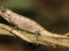 World’s Smallest Chameleon Brookesia Nana Found On A Human Finger