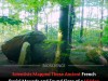 Hidden Stone Chambers Unveiled In French Neolithic Mounds Using Electrical Resistivity Mapping