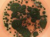 Space Scientists Grow a Black Fungus on the ISS and Watch It Thrive Under Radiation