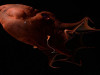 The ‘Vampire Squid From Hell’ Just Revealed a Giant Genome That Rewrites Octopus Origins
