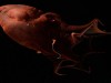The ‘Vampire Squid From Hell’ Just Revealed a Giant Genome That Rewrites Octopus Origins