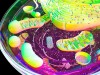 Could Complex Life Be a Billion Years Older Than We Thought?