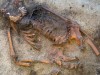 Viking Woman’s Grave With Scallop Shells Stuns Archaeologists
