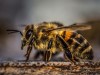 Scientists Discover Bee Venom May Help Destroy Aggressive Breast Cancer Cells