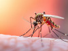 Scientists Turn Mosquitoes Into Living Sensors That Reveal Hidden Wildlife