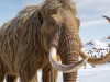 ‘Mammoth’ Bones in Alaska Turn Out to Be Something Far More Unexpected