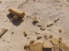 Ancient Sahara Teeth Reveal Unexpected Multiple Waves of Primate Arrival in Africa