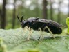 Invasive “Zigzag” Pest Is Now Attacking This Popular City Tree
