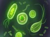 Why people with type O blood more likely to die of cholera