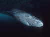 Greenland Sharks Can See Far Better Than Scientists Once Thought