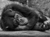 Genius Chimpanzee Who Learned Human Symbols Leaves a Lasting Legacy for Science
