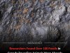 Canada Fossil Find Reveals Early Animals Were Moving and Reproducing 5-10 Million Years Earlier