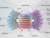 Cells Have a Little-Known Cleanup Crew, and Scientists Just Found Its Missing Sensor