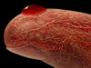 Blood Drop