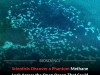 Hidden Phosphate Starvation Sparks Ocean Methane Leak, Warming Could Amplify