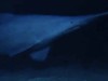 Goblin Shark Caught on Camera at Record Depth, Revealing New Pacific Habitat