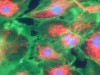 Choline Supplement Rejuvenates Mitochondria By Restoring Key Lipid, New Study Shows