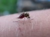How “Mixing” With Outsiders Protected This Sudanese Community From Malaria