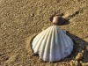 Fossil Shells Reveal How Ancient Oceans Helped Regulate Earth’s CO2