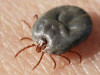 Tick-borne Hemorrhagic Fever Kills Man in Spain