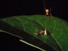 Spider Launches Ants At 140 G Using Silk Catapult, Setting Record For Biological Power