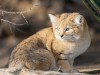 Scientists Verify Sand Cats in Libya After Viral Video Sparks Range Rewrite