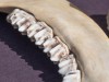 Ancient Teeth Found in Alaska Reveal the Arctic Was Creating New Mammal Species While Dinosaurs Still Ruled