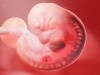 Lab‑Grown Human Embryo Models Reach Gastrulation and Spark Early Organ Formation