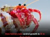 Scientists Finally Discover How Hermit Crabs Stunt Their Growth To Fit In Tiny Shells