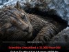 Exquisitely Preserved 36,000 Year Old Saber Toothed Cub Discovered in Siberian Permafrost