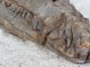 Buried Just Inches Beneath Tunisia’s Sahara Sands, a Fully Intact 10-Meter-Long Sea Crocodile Fossil Has Been Found