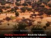 How 500 Giant Tortoises Are Turning Patches of the Sahara Green From Space