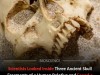 Ancient Homo Antecessor Skull Fragments Show Surprising Modern‑Human‑Like Cranial Thickness