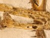Nearly Complete 150-Million-Year-Old Pterosaur Found in Germany Reveals New Species